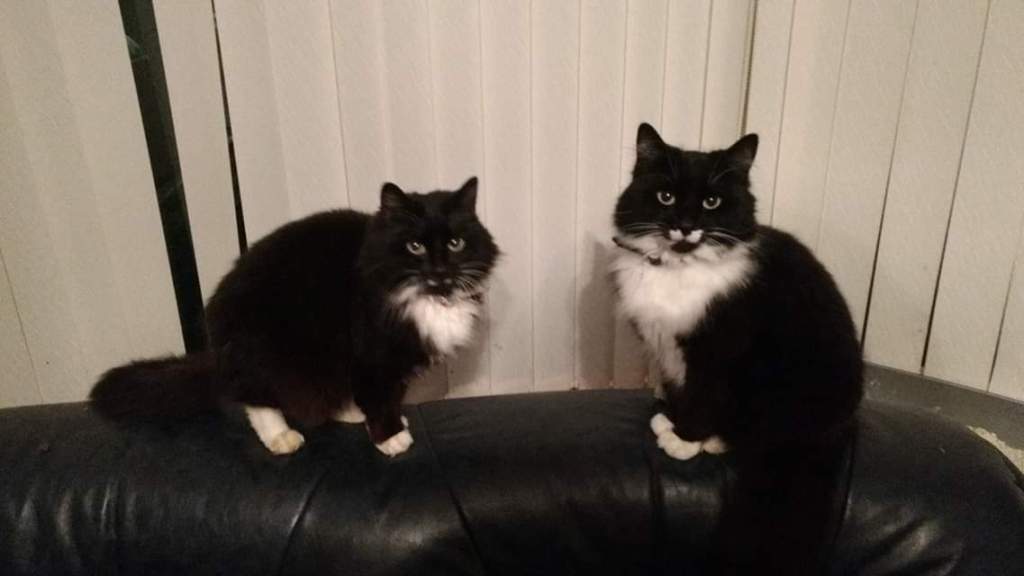 picture of two black and white cats